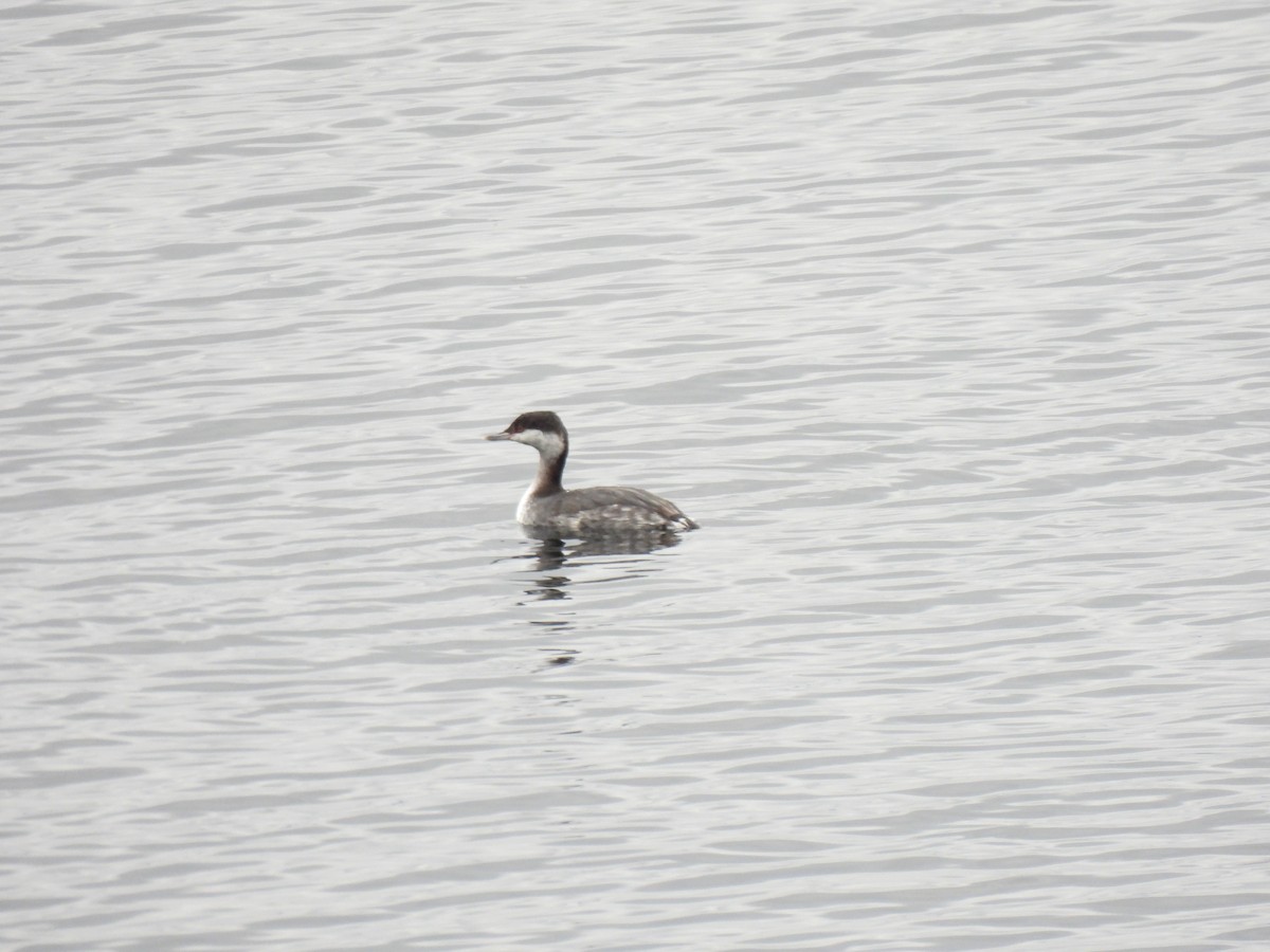 Horned Grebe - ML629114755