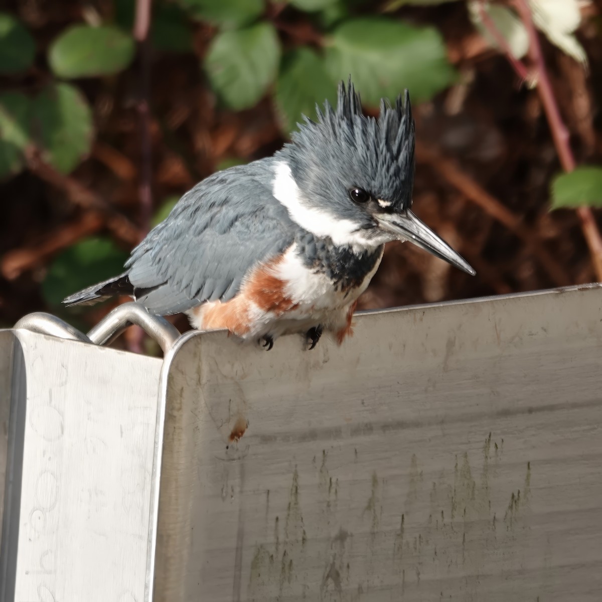 Belted Kingfisher - ML629114768