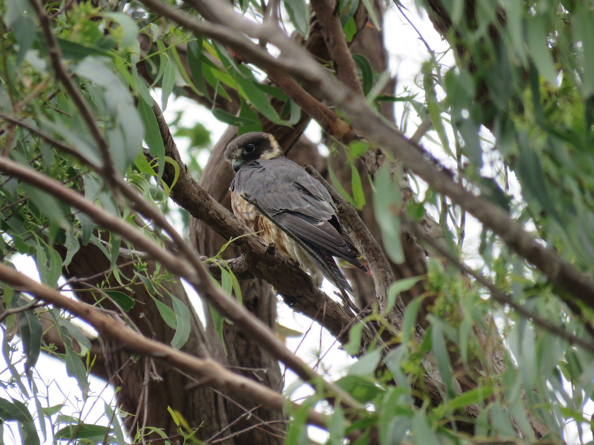 Australian Hobby - ML629114781