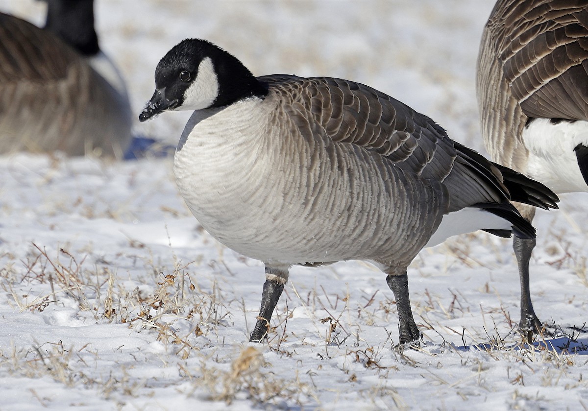 Cackling Goose (Richardson's) - ML629114782