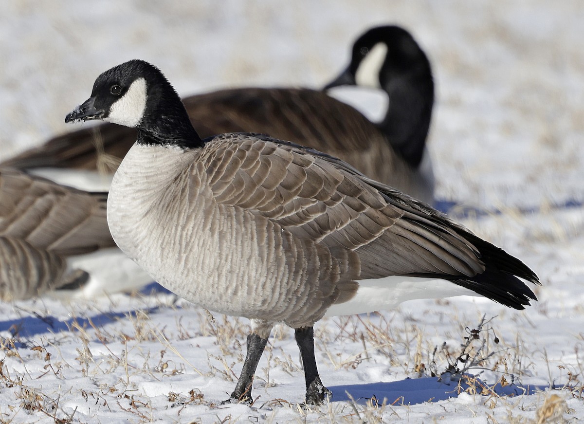 Cackling Goose (Richardson's) - ML629114783