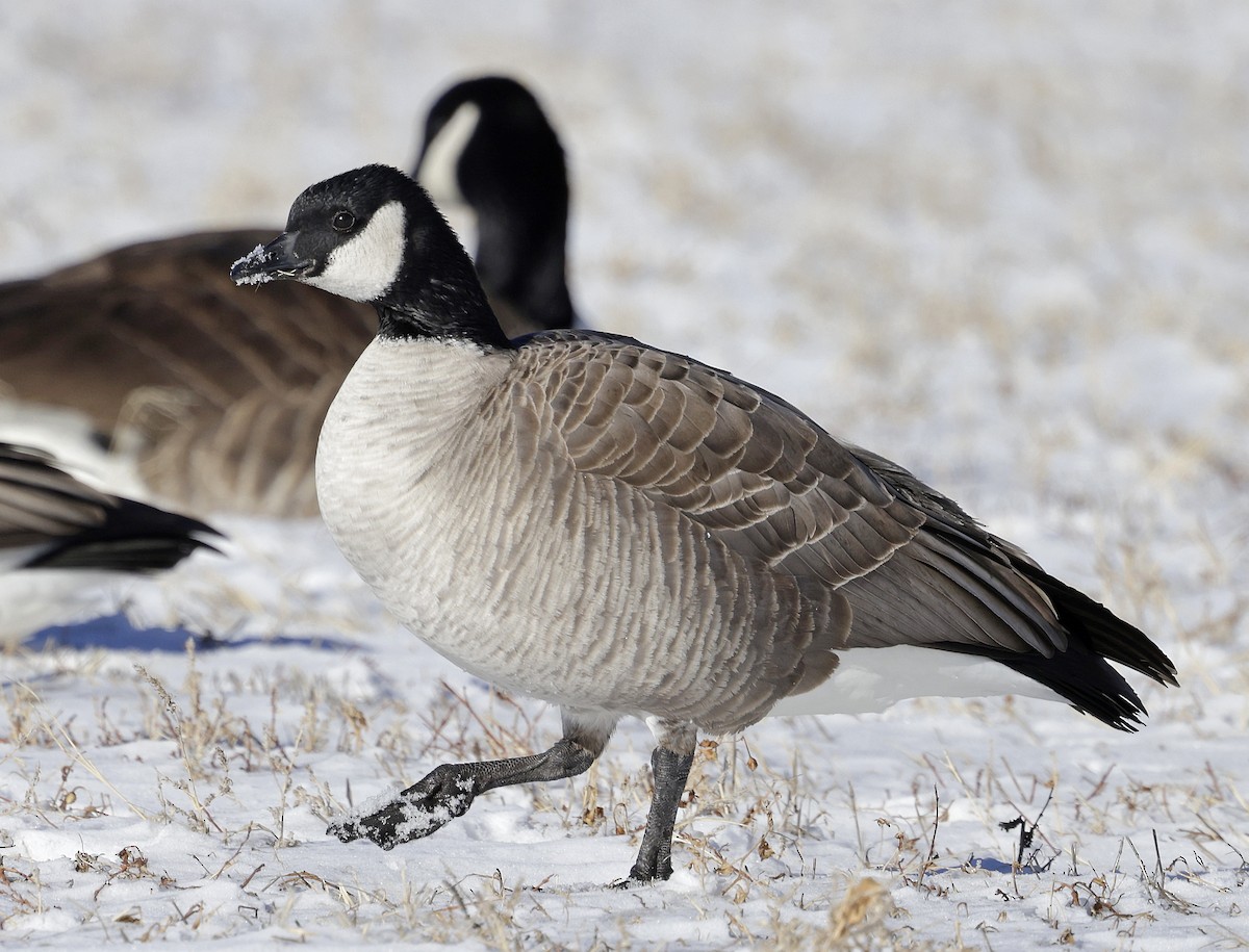 Cackling Goose (Richardson's) - ML629114784