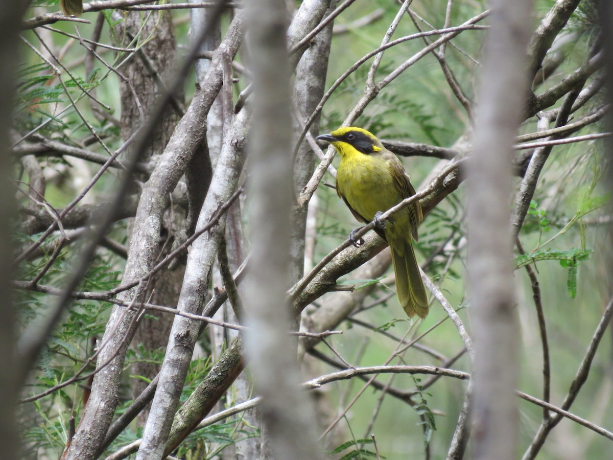 Yellow-tufted Honeyeater - ML629114786