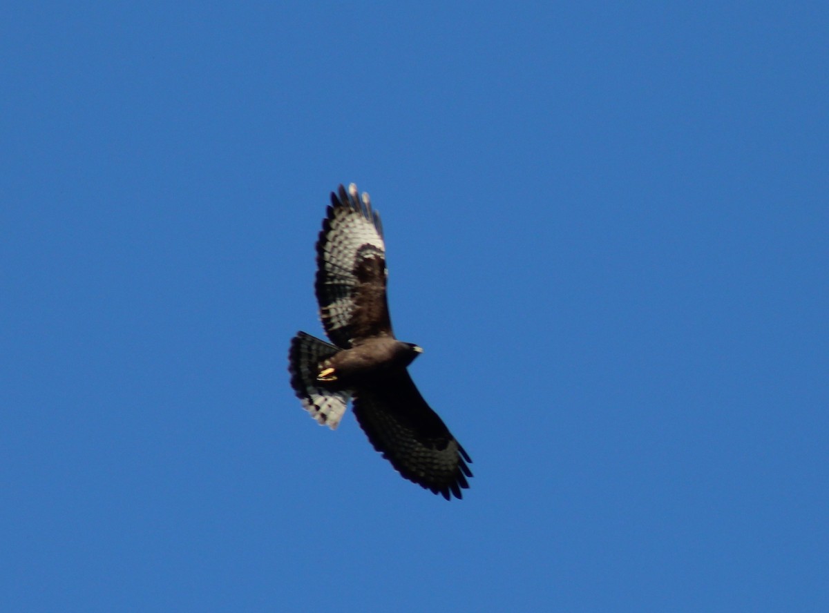 Short-tailed Hawk - ML629114794