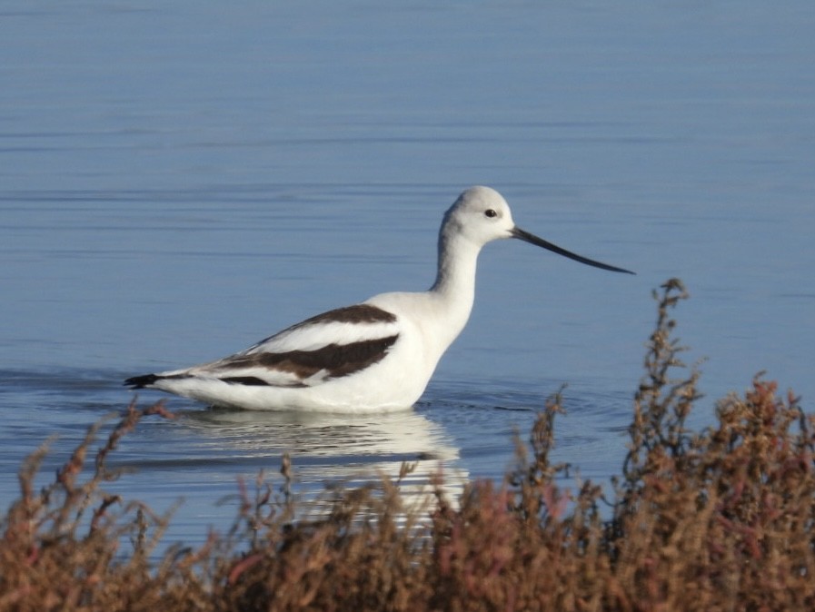 American Avocet - ML629114798