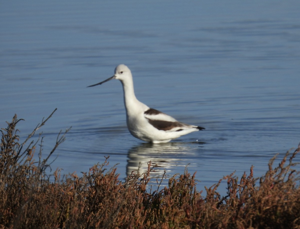 American Avocet - ML629114799