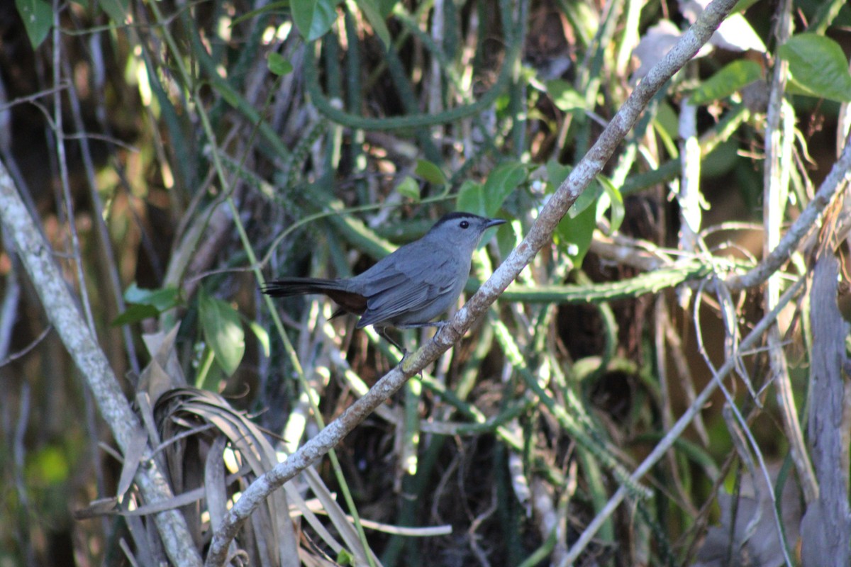 Gray Catbird - ML629114803