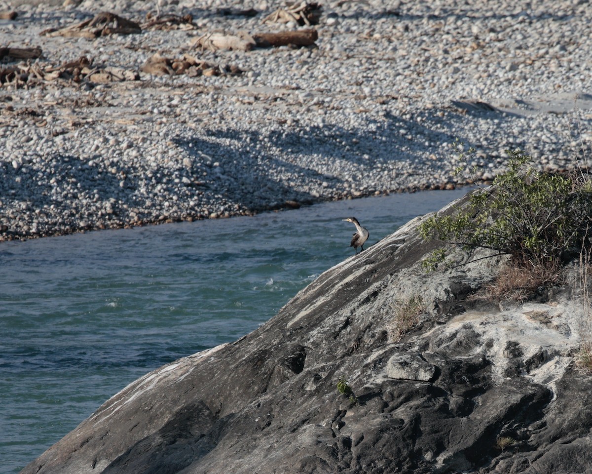 Great Cormorant (Eurasian) - ML629114807