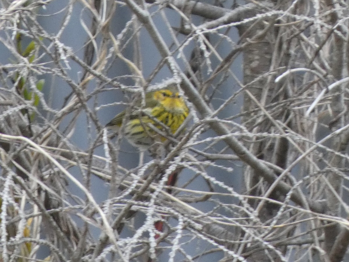 Cape May Warbler - ML629114836