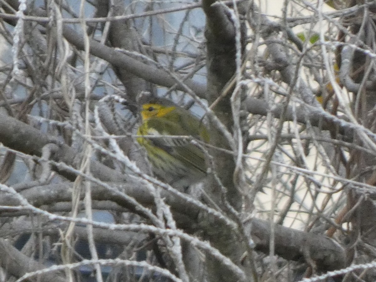 Cape May Warbler - ML629114837