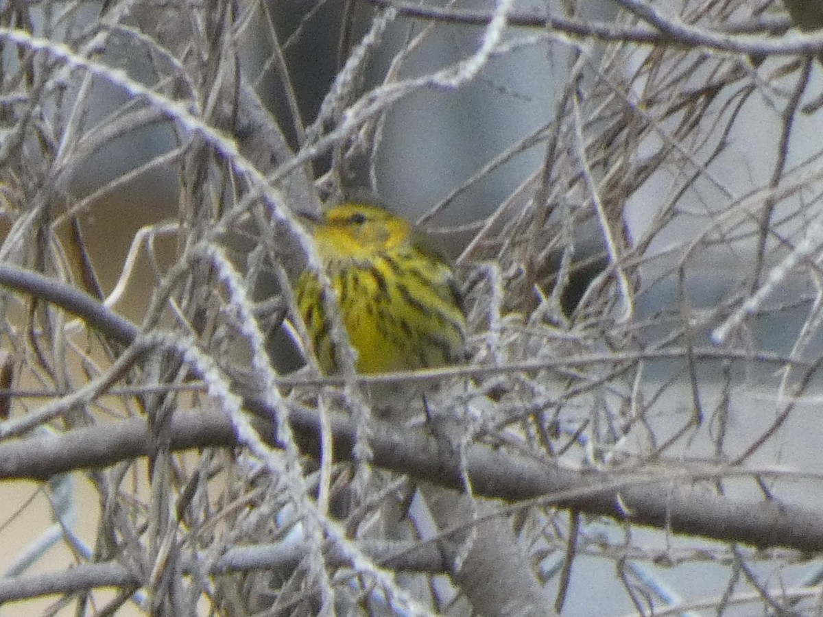 Cape May Warbler - ML629114838