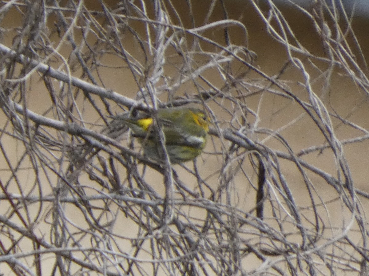 Cape May Warbler - ML629114840