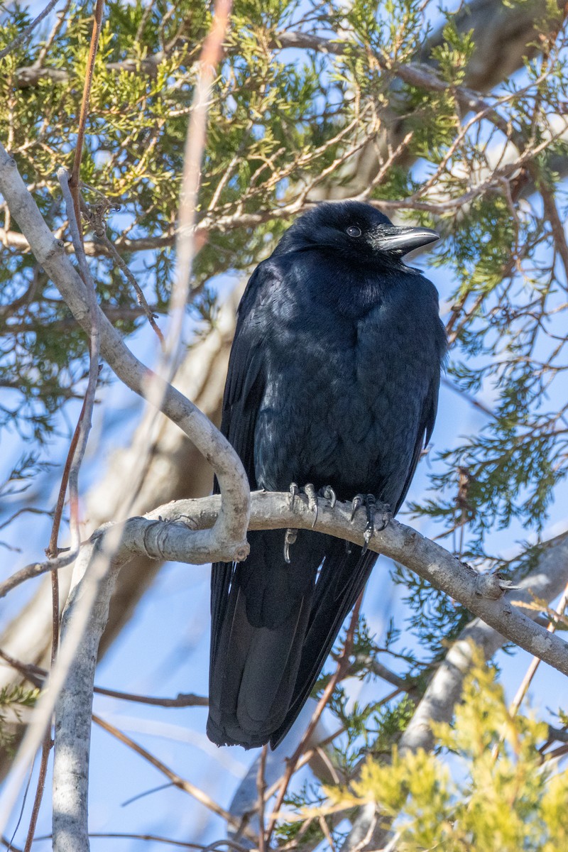 Fish Crow - ML629114884