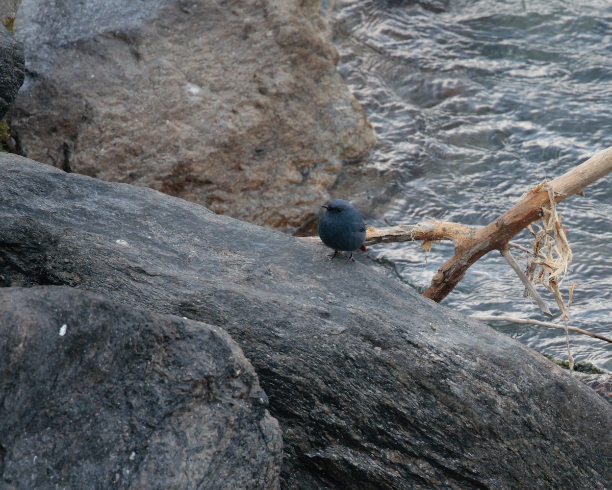 Plumbeous Redstart - ML629114894