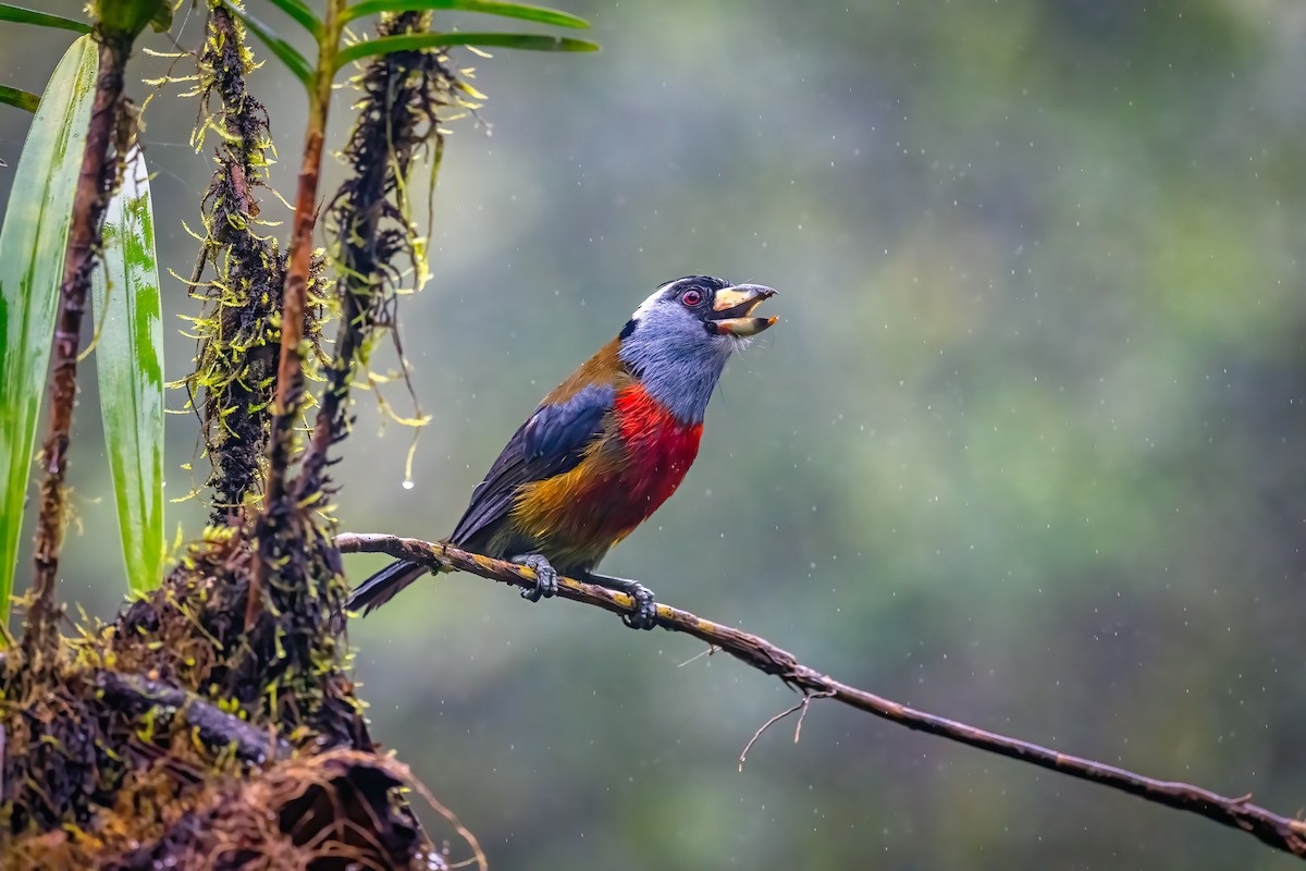 Toucan Barbet - ML629114904