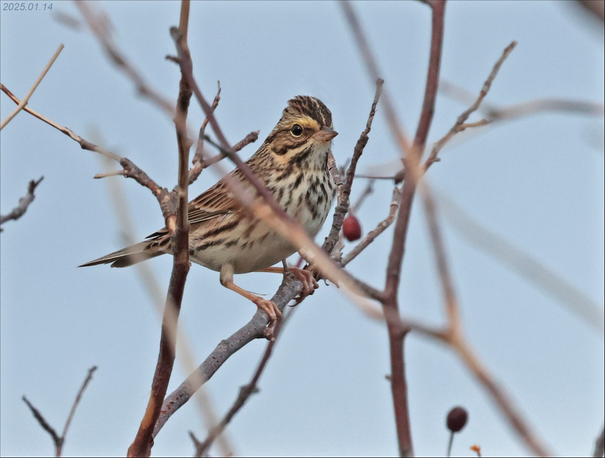 Savannah Sparrow - ML629114907