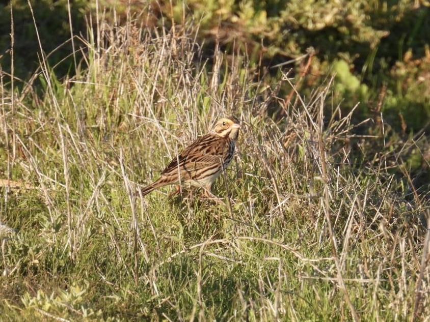 Savannah Sparrow - ML629114917