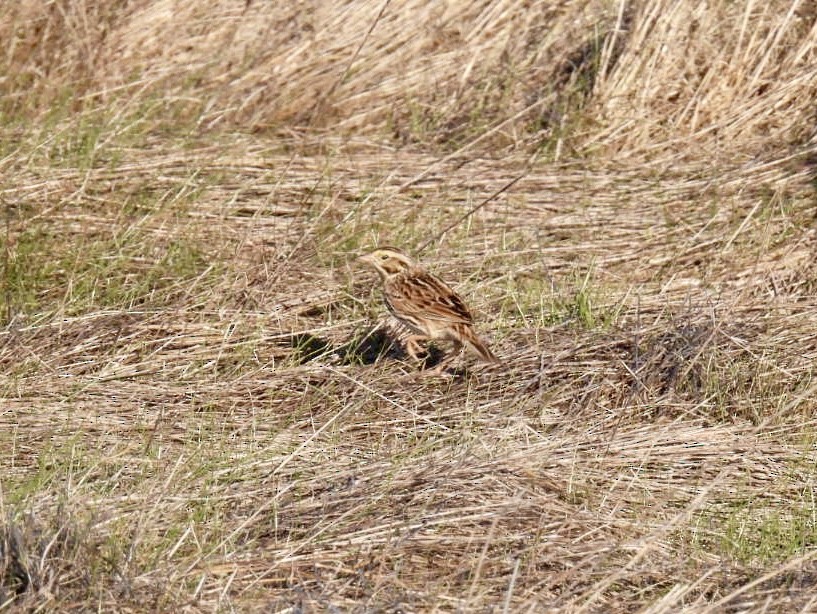 Savannah Sparrow - ML629114918