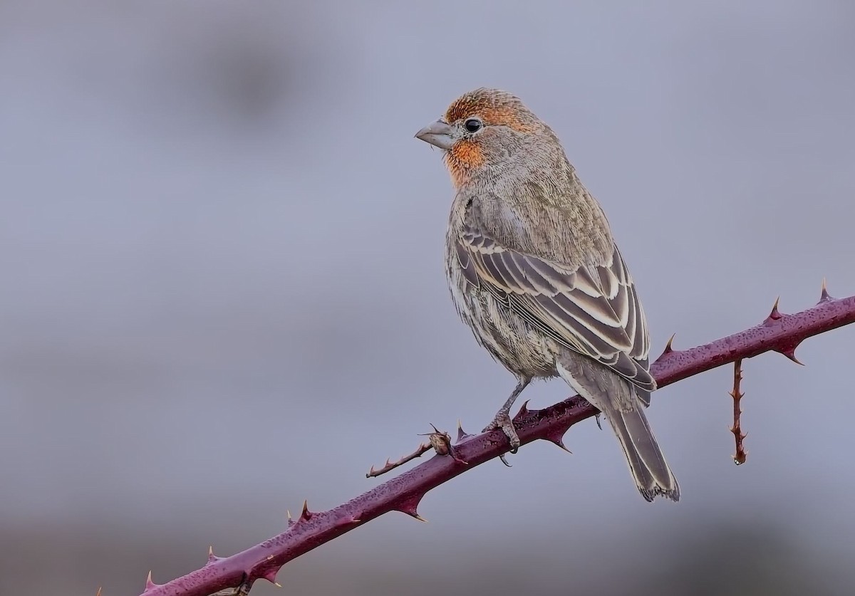 House Finch - ML629114957