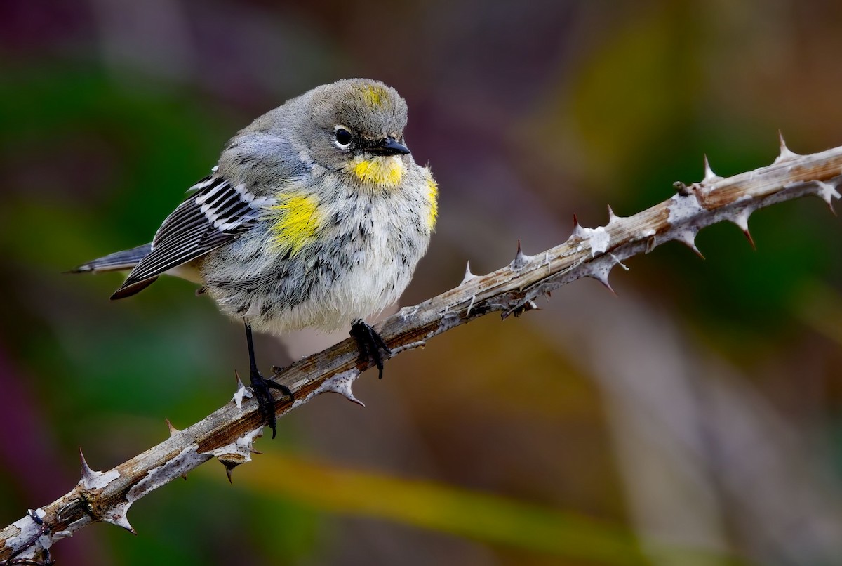 Yellow-rumped Warbler - ML629114963