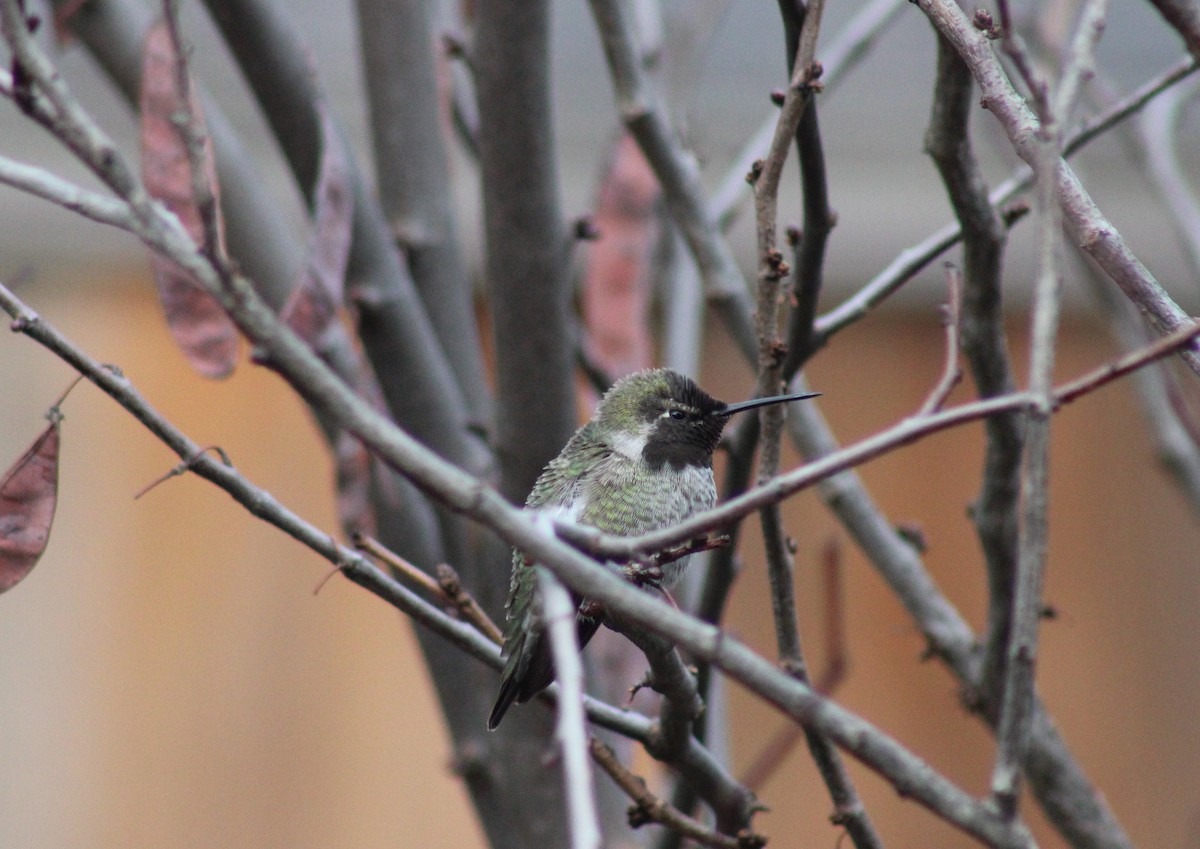 Anna's Hummingbird - ML629114974