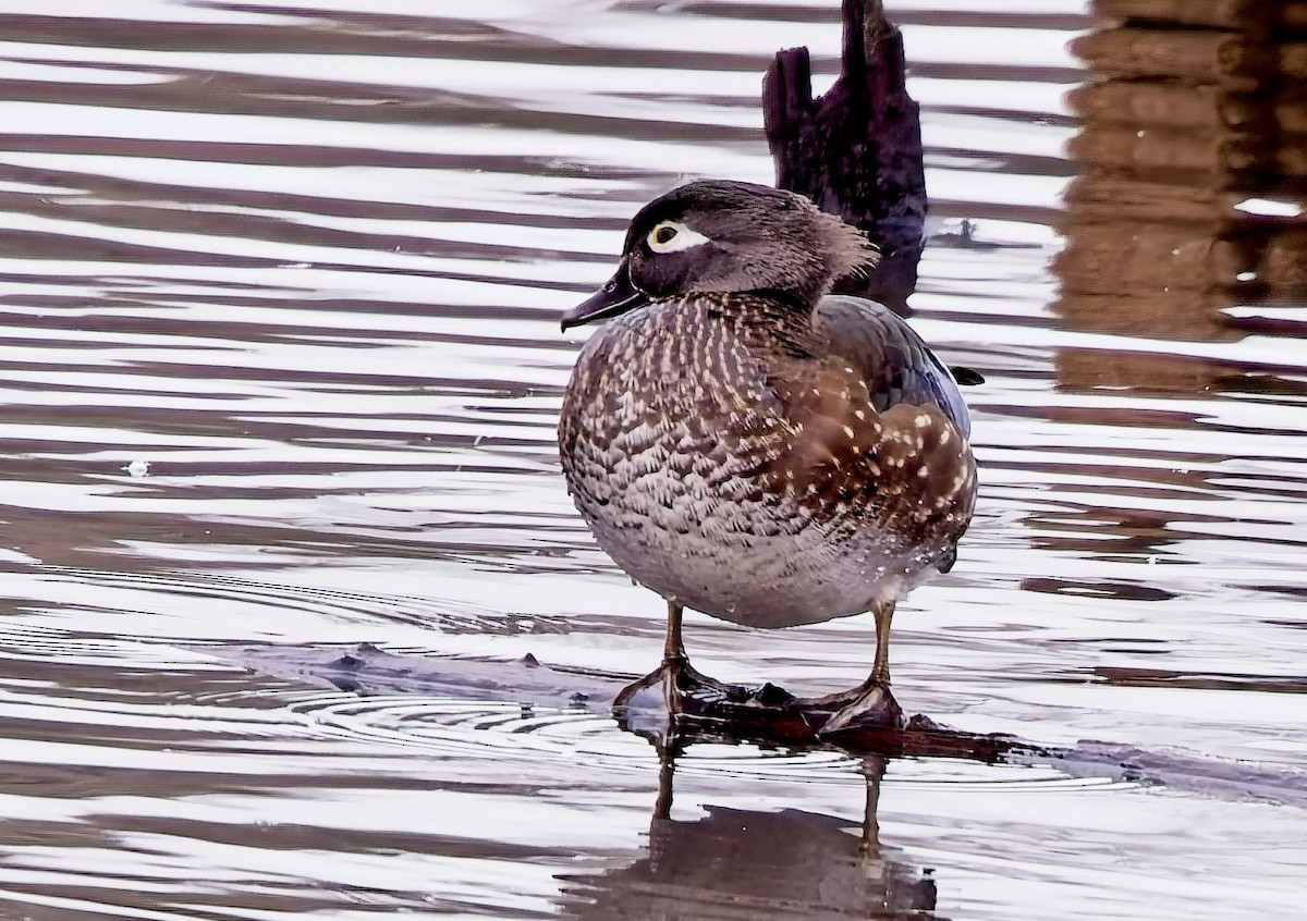 Wood Duck - ML629114983