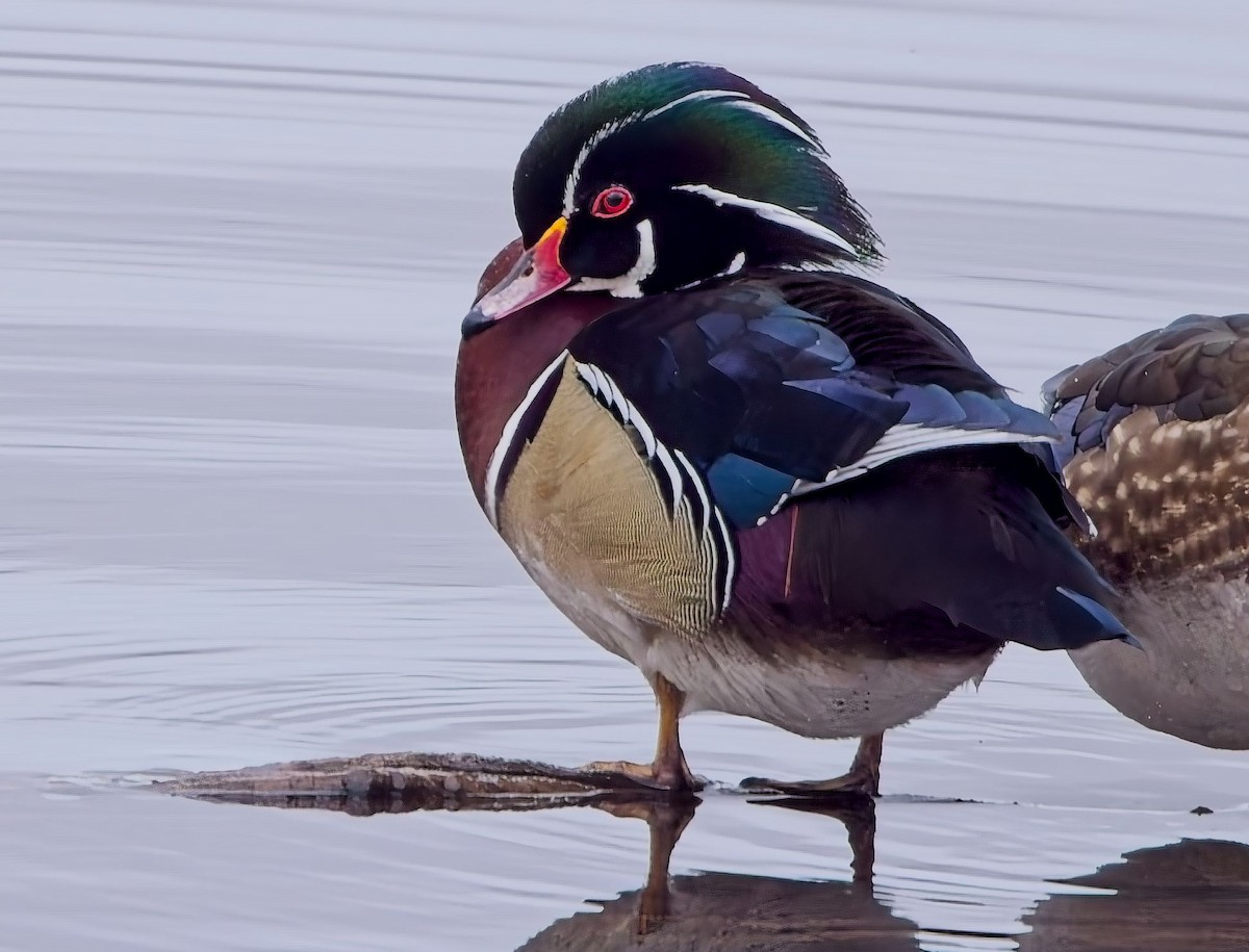 Wood Duck - ML629114984