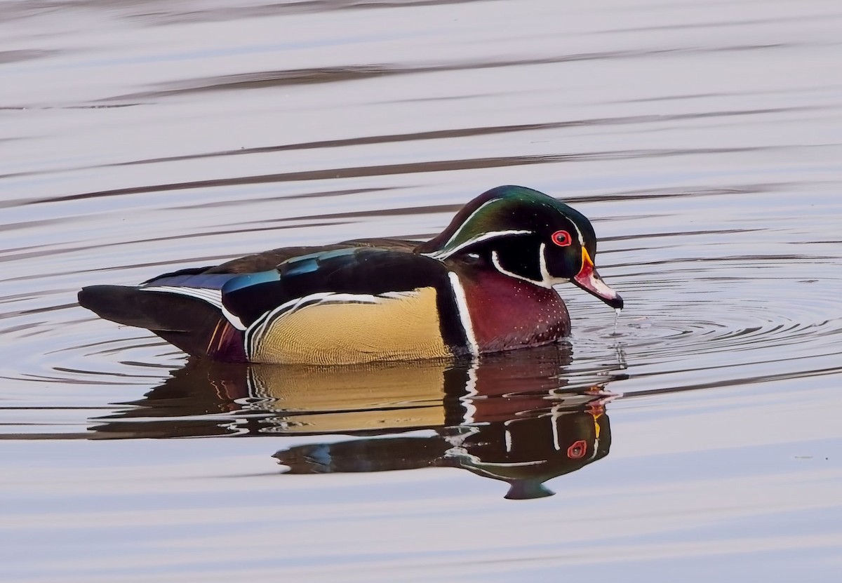 Wood Duck - ML629114985