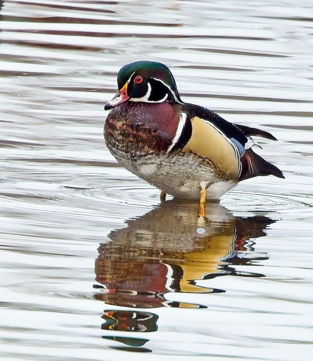 Wood Duck - ML629114986