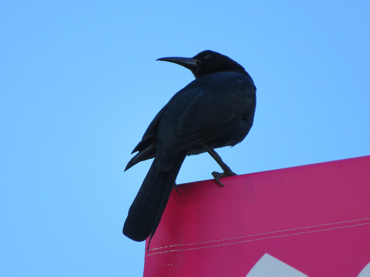 Boat-tailed Grackle - ML629114989