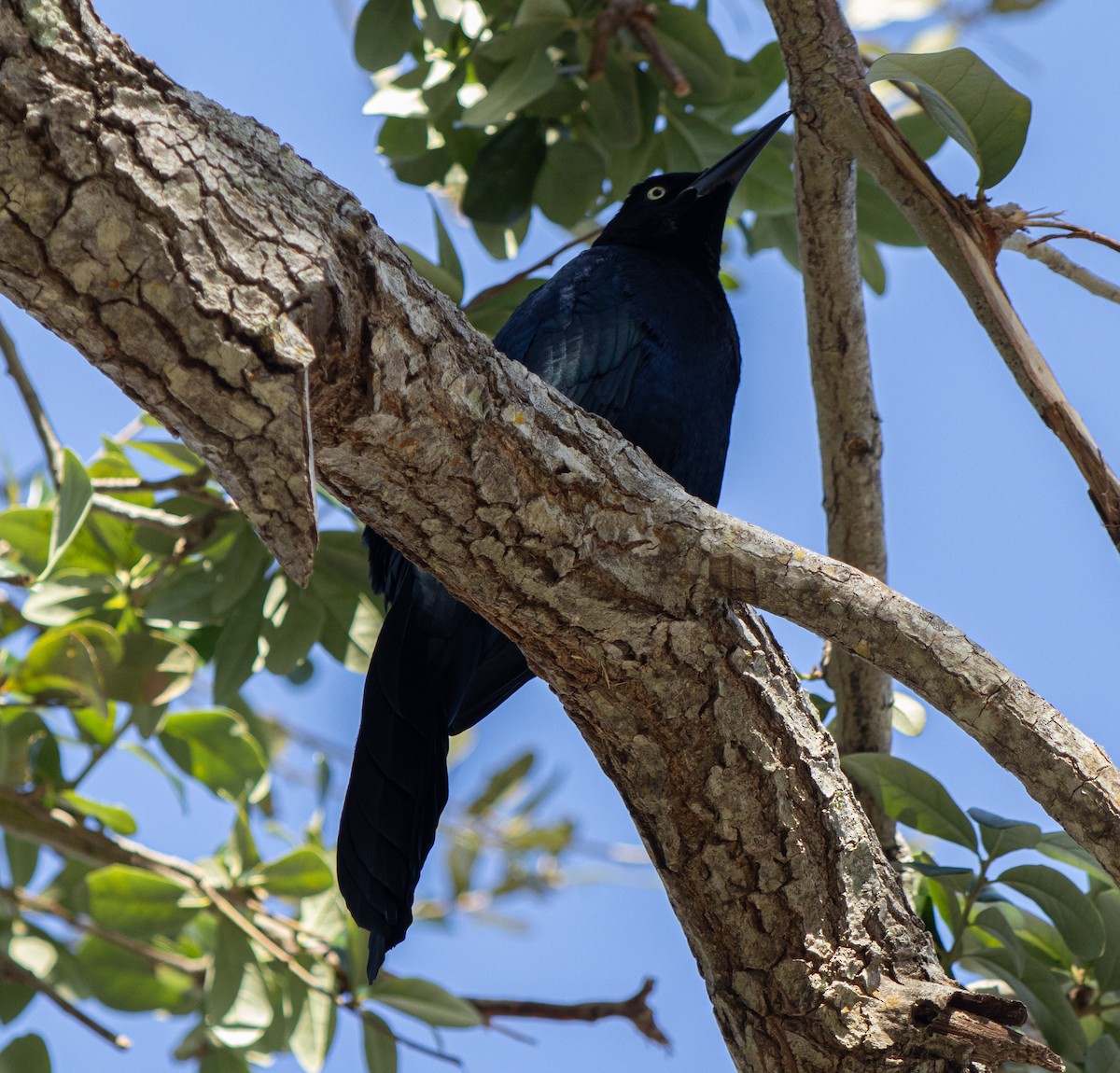 Great-tailed Grackle - ML629115043