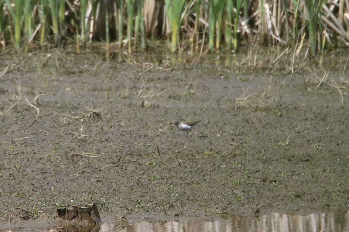 Spotted Sandpiper - ML629115044