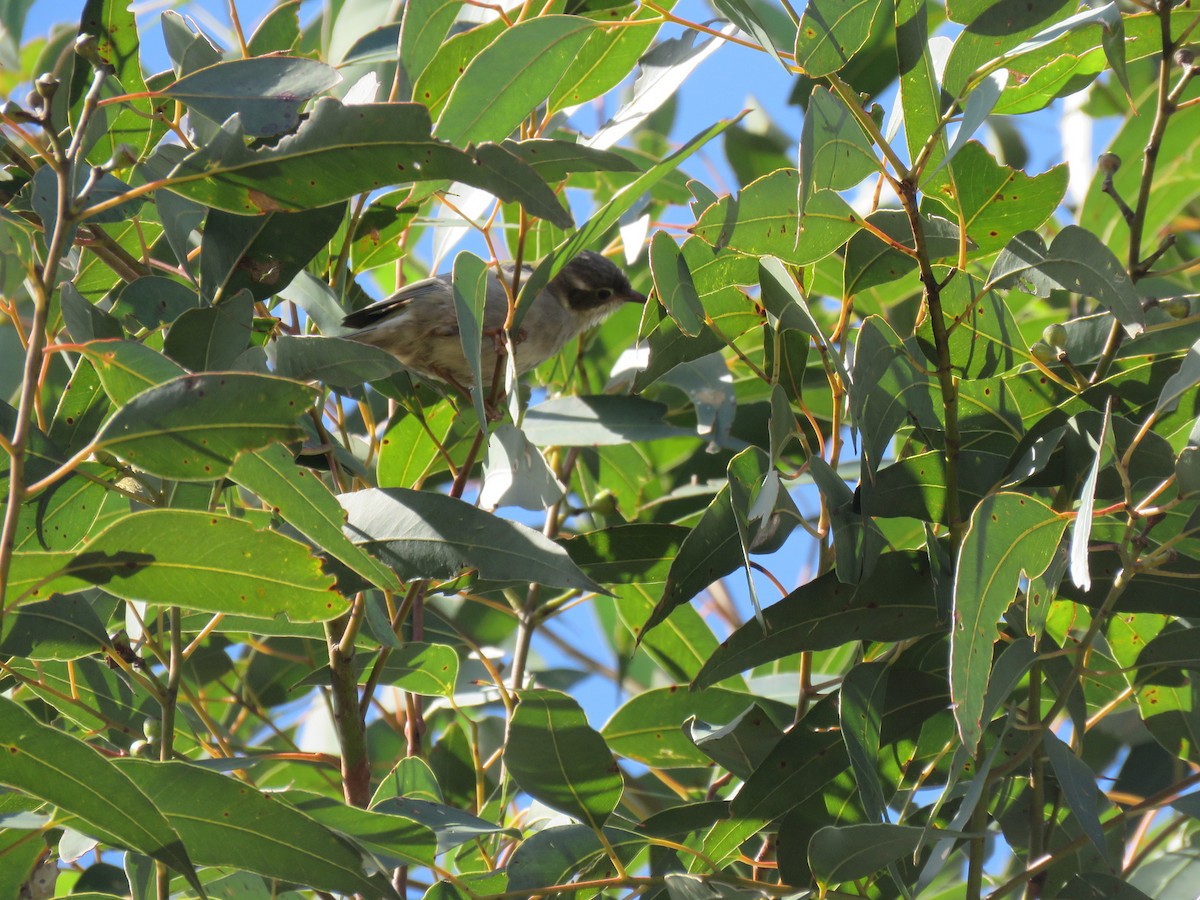 Brown-headed Honeyeater - ML629115047