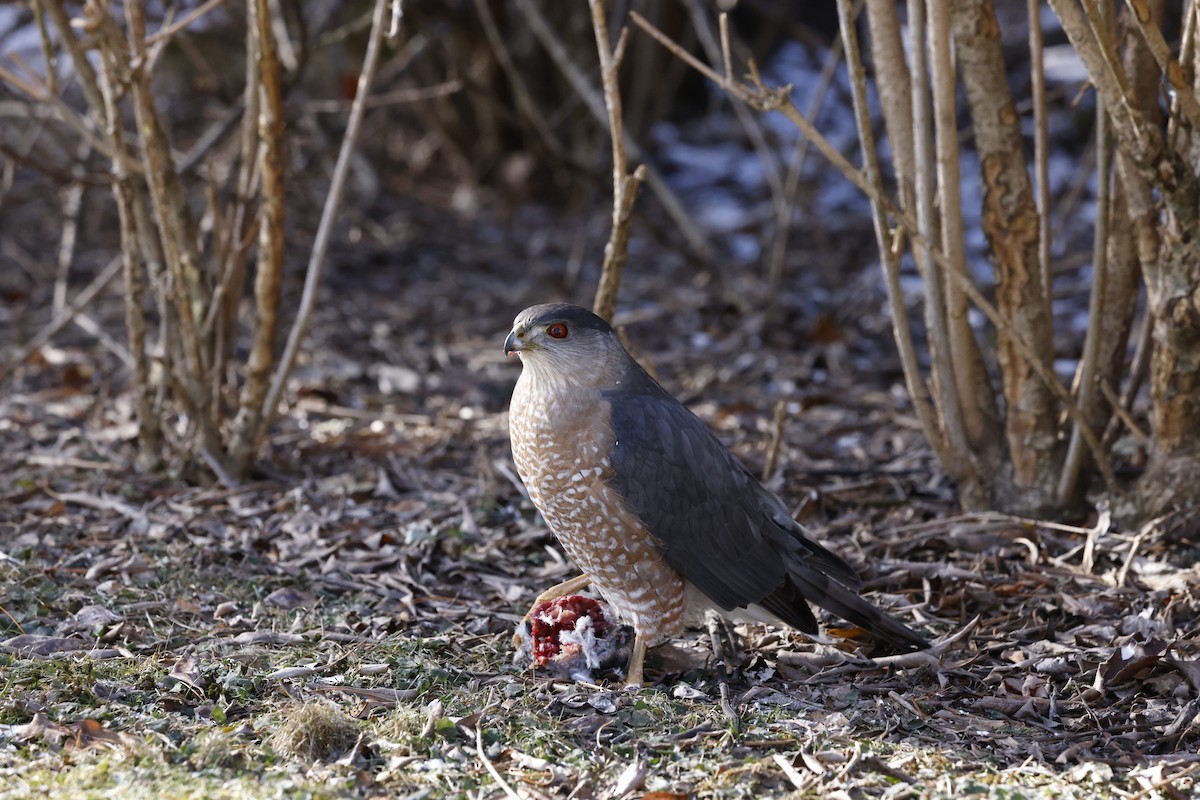 Cooper's Hawk - ML629115061