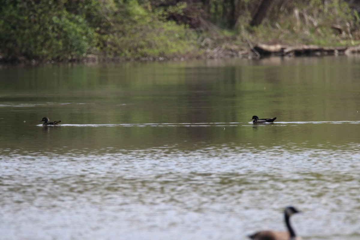 Wood Duck - ML629115073