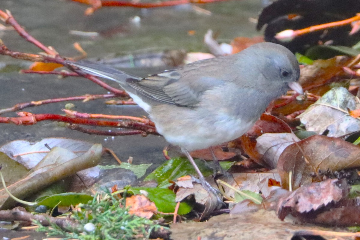 Dark-eyed Junco - ML629115076