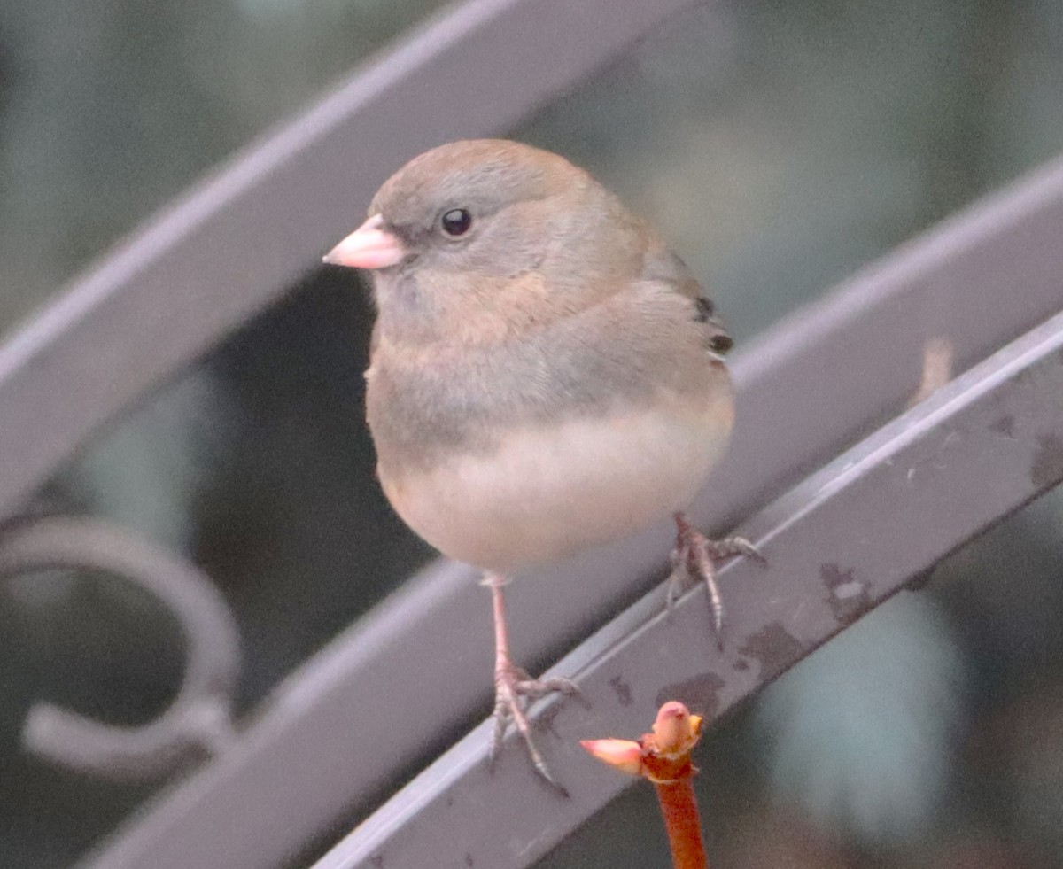 Dark-eyed Junco - ML629115077