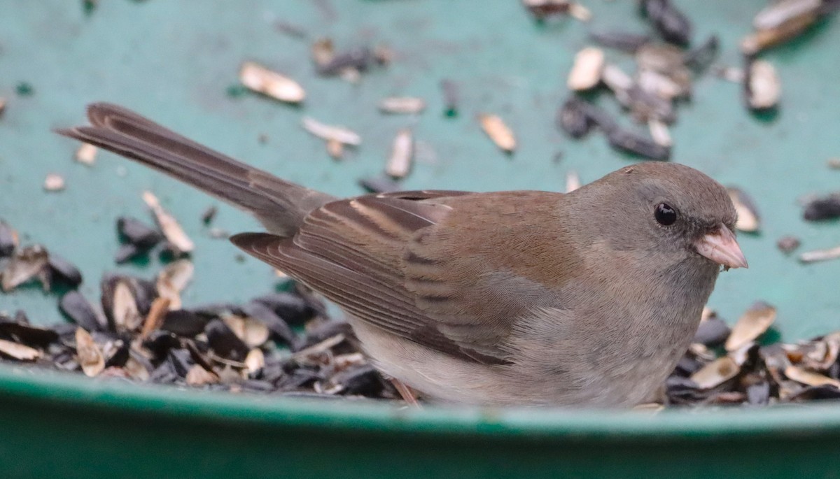 Dark-eyed Junco - ML629115078