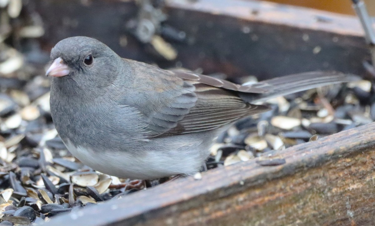 Dark-eyed Junco - ML629115079