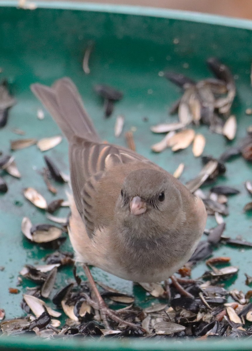 Dark-eyed Junco - ML629115080