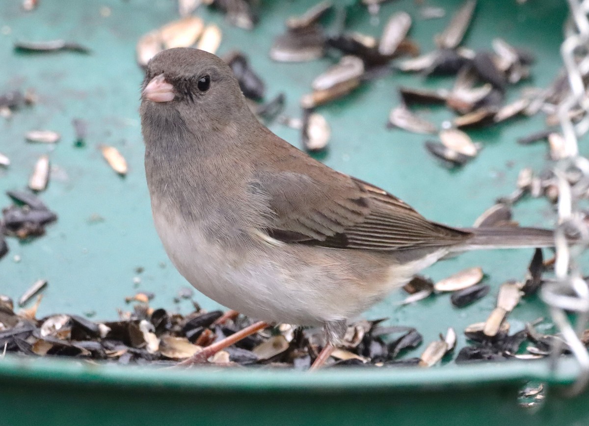 Dark-eyed Junco - ML629115081