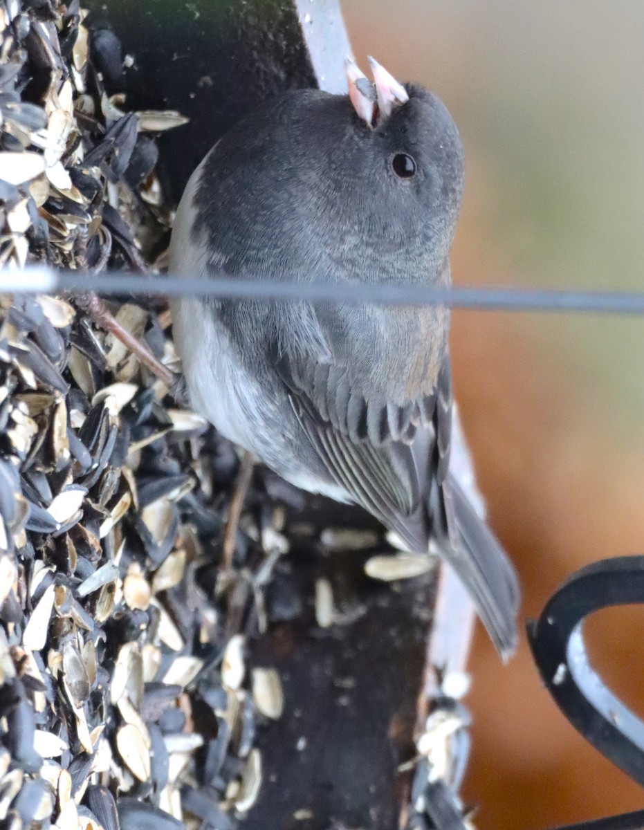 Dark-eyed Junco - ML629115082