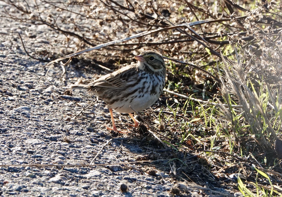 Savannah Sparrow - ML629115098