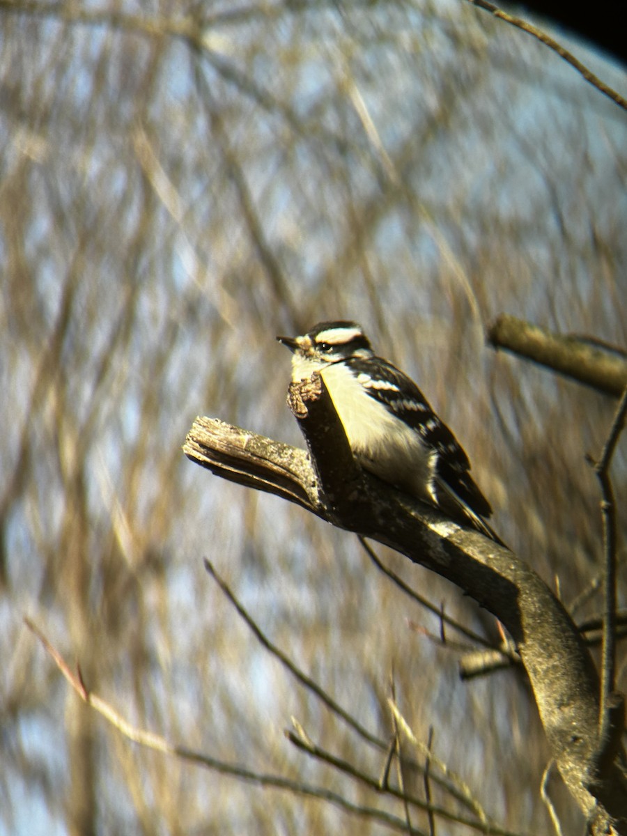 Downy Woodpecker - ML629115117