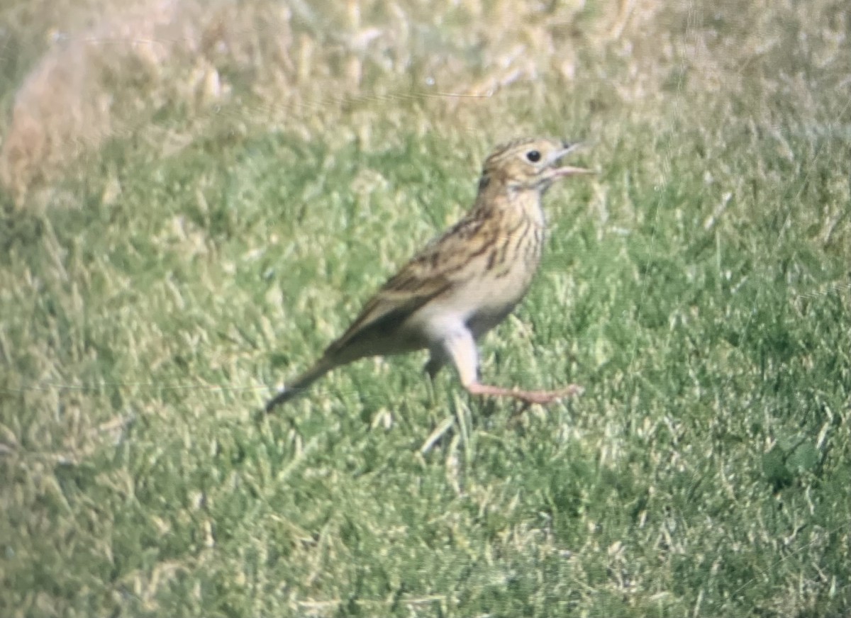 Sprague's Pipit - ML629115129