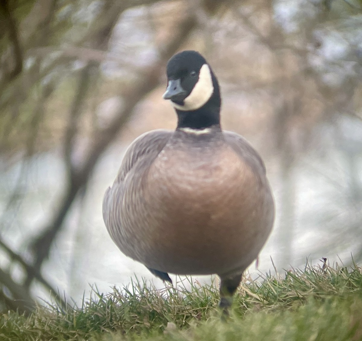 Branta kanadar txikia - ML629115131