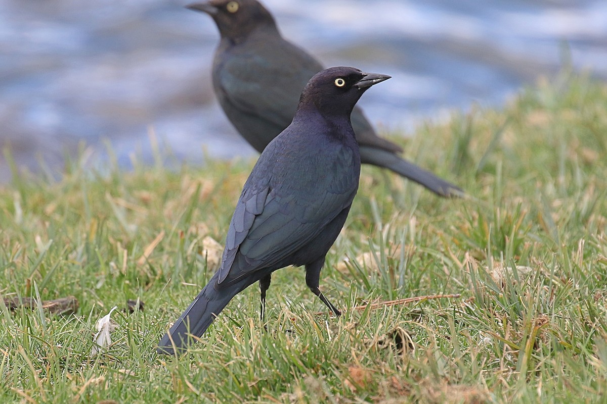 Brewer's Blackbird - ML629115139