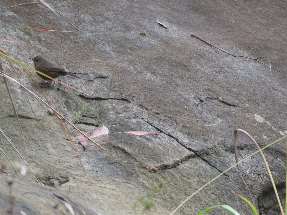 Rockwarbler - ML629115160