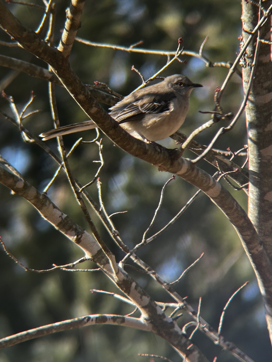 Northern Mockingbird - ML629115163