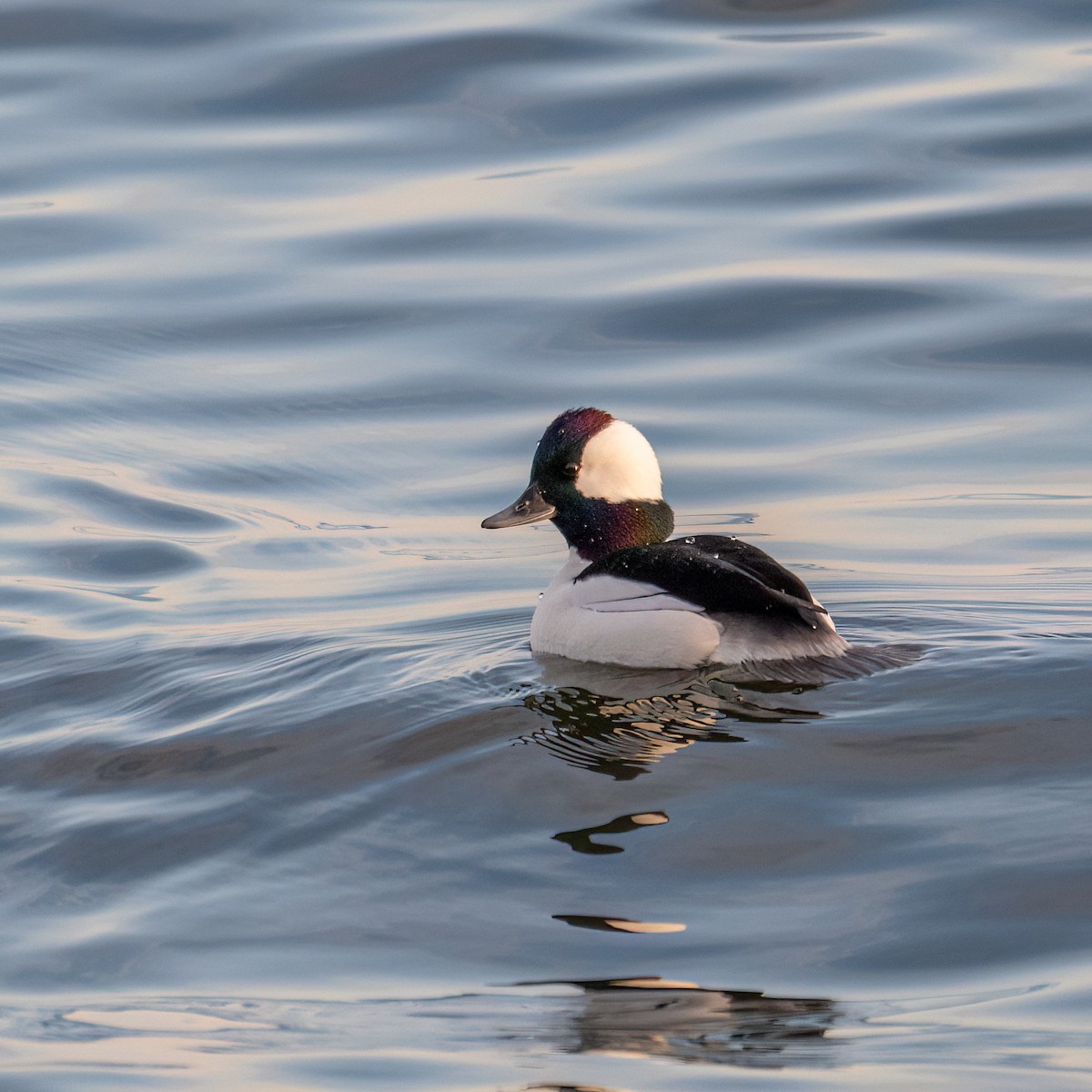 ヒメハジロ - ML629115168